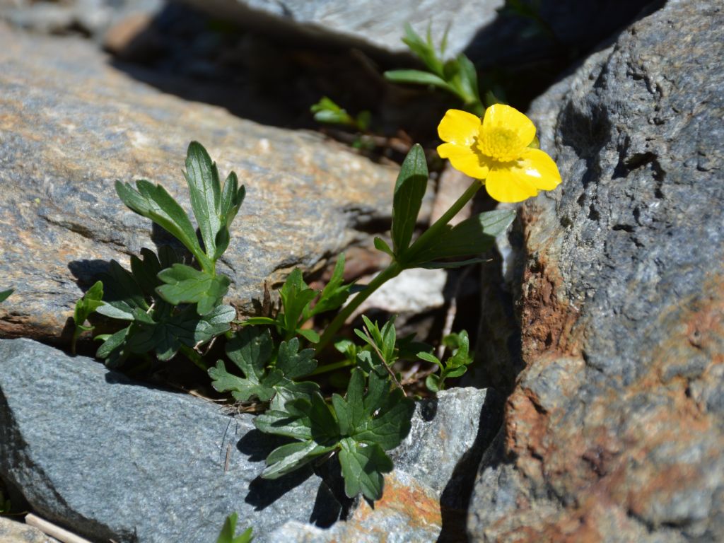 Ranunculus montanus / Ranuncolo montano